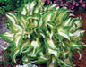 Hosta ,undulata Medio Variegata (Bareroot PLANT) Perennial - Caribbeangardenseed
