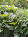 Hosta Elata Seeds AKA Platain Lily, Flowers ,Perennial shade loving Plant - Caribbeangardenseed