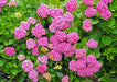 Hydrangea forever pink (4' POT) LIVE PLANT,Perennial, SHRUB - Caribbeangardenseed