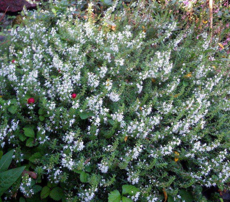 WINTER Savory, HERB seeds - Satureja Montana - Caribbeangardenseed