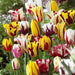 Tulip Rembrandt mix, Flowers Bulb, SHIPPING NOW - Caribbeangardenseed
