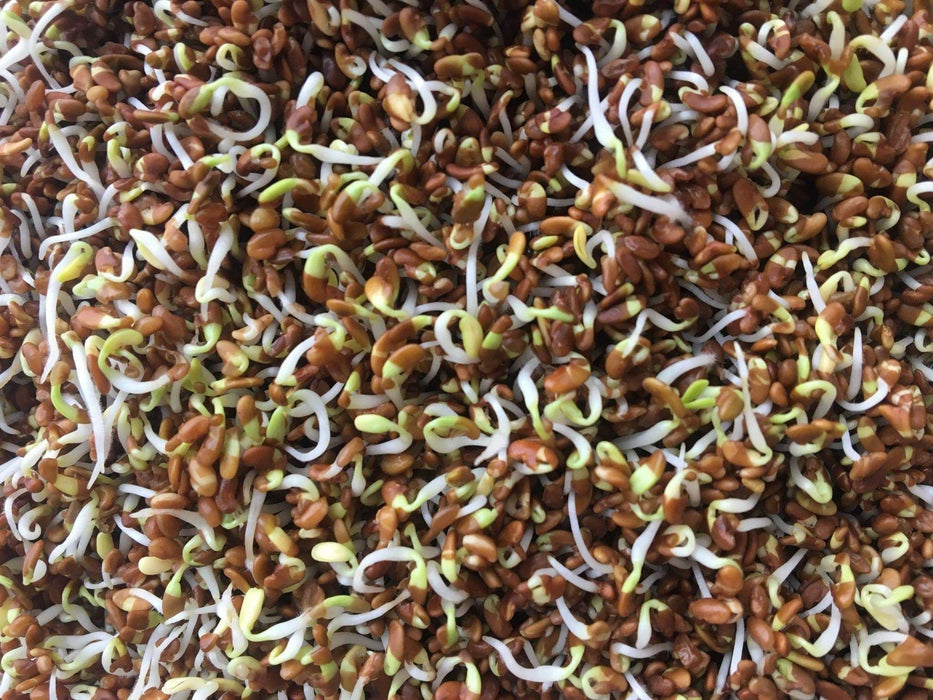 Alfalfa Sprouting Seeds ,Enjoy The Various Benefits of This Miracle Seed ! - Caribbeangardenseed