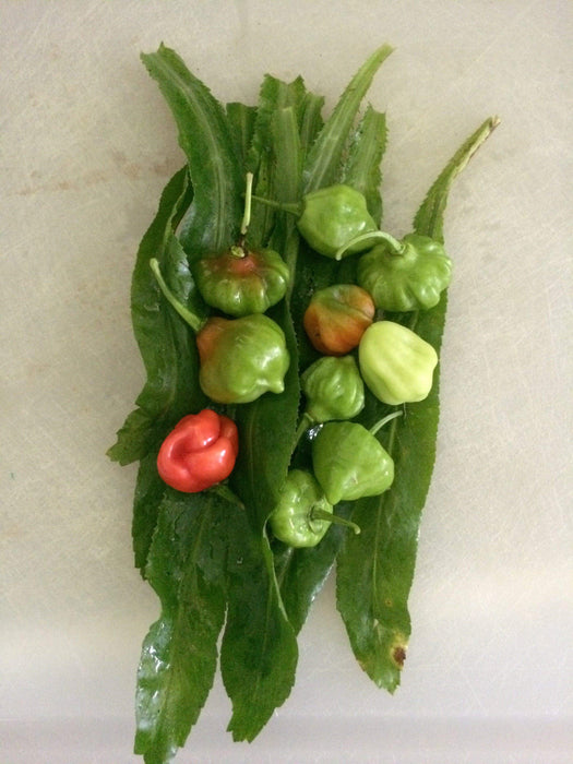 AJI DULCE #1 Pepper Seeds, ajicitoo,ajÃ­ cachucha & sweet habanero,Capsicum chinense - Caribbeangardenseed