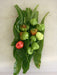 AJI DULCE #1 Pepper Seeds, ajicitoo,ajÃ­ cachucha & sweet habanero,Capsicum chinense - Caribbeangardenseed