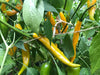 Aji Guyana, PI 199506 ,Pepper SEEDS- (capsicum baccatum) MILD - Caribbeangardenseed