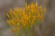 Rayless Goldenrod Seeds, BIGELOWIA nuttallii Nuttall's , Jimmyweed ,Perennial Flowers - Caribbeangardenseed