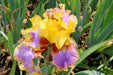 Bearded iris - Brown lasso; German bearded iris - Caribbeangardenseed