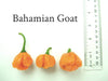 Bahamian Goat ,pepper seed - Capsicum chinense - Caribbeangardenseed