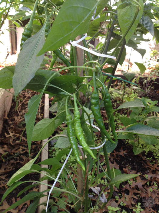 Cayenne SWEET, Pepper Seeds -Capsicum annuum - Caribbeangardenseed