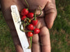 VENEZUELAN PURPLE Pepper Seeds~ EDIBLE/ORNAMENTAL, Capsicum annum - Caribbeangardenseed