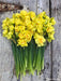 Daffodil Bulbs ,Narcissus Tahiti, Perennial - Caribbeangardenseed