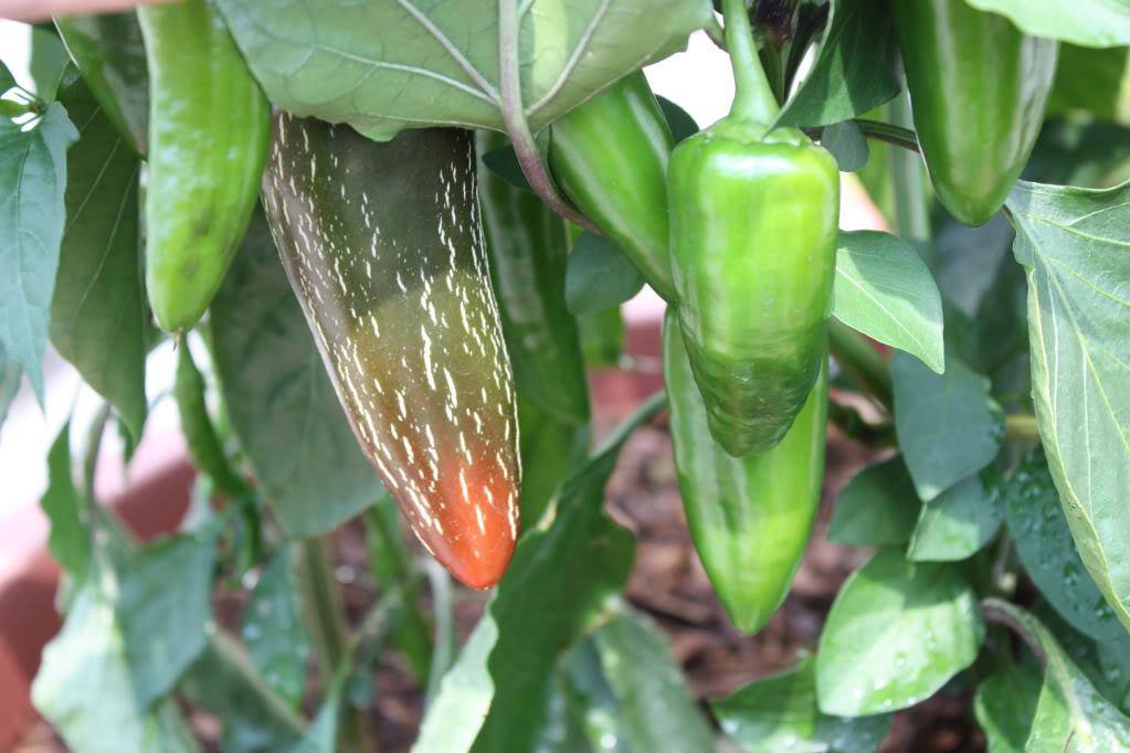 ORANGE jalapeno ,Pepper Seed, Capsicum annuum, MILD - Caribbeangardenseed