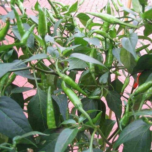Indian PC1, chilli Pepper Seeds,( Capsicum annuum) HOT - Caribbeangardenseed