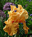 Orange Harvest, Tall Bearded Iris, BAREROOT Plants, Iris Germanica - Caribbeangardenseed