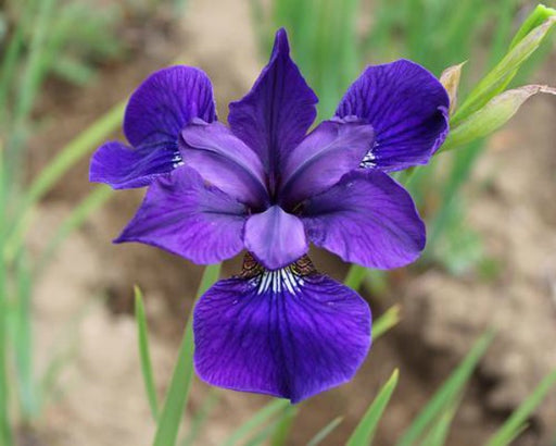 Siberian Iris, MARANTHA, ('Bareroot) ,Perennial FLOWERS - Caribbeangardenseed