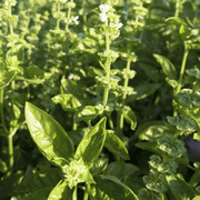 Sweet Basil ‘Italian Large Leaf (Ocimum basilicum) Organically Grown - Caribbeangardenseed