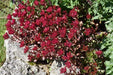 Voodoo Stonecrop Seeds,(Sedum Spurium) Succulent,Groundcover - Caribbeangardenseed