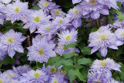 Live Plant -clematis crystal fountain- Starter Plant - Caribbeangardenseed