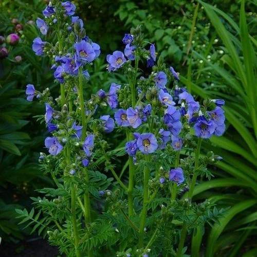 Jacobs Ladder Seeds -Pearl Blue, Winter hardy to zone 2. - Caribbeangardenseed