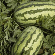 Jubilee Watermelon Seeds, 25-40 lbs FRUIT - Caribbeangardenseed
