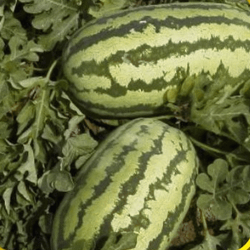 Jubilee Watermelon Seeds, 25-40 lbs FRUIT - Caribbeangardenseed