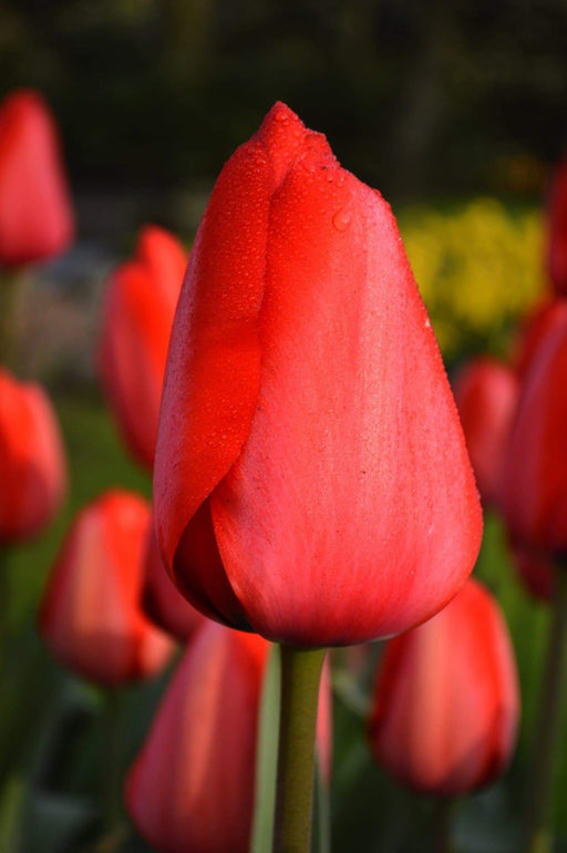 Tulip Jumbo Cherry ,12cm+ tulip bulbs, Great for Bouquets - Caribbeangardenseed