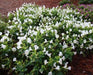 Wishbone Flower Seeds (Torenia kauai white ) USDA Zones: 6 - 10 - Caribbeangardenseed