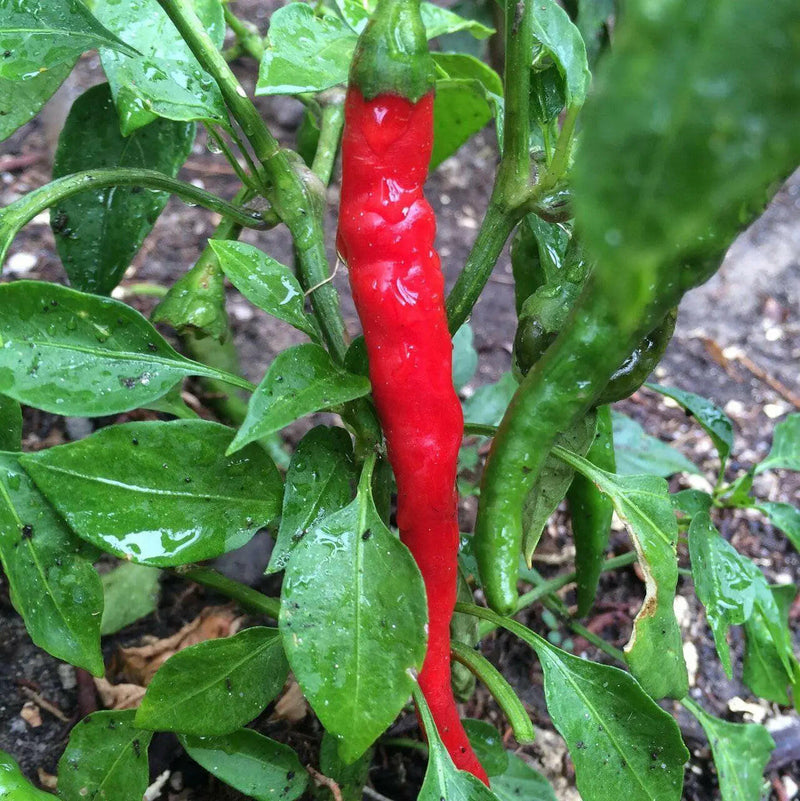 kung pao CHILI pepper SEEDS, (Capsicum annuum) Asian Vegetable - Caribbeangardenseed