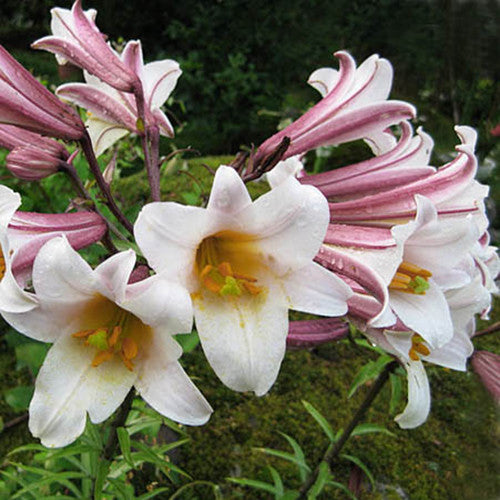 Regale LILY Trumpet Lily(3 bulbs) highly fragrant - Caribbeangardenseed