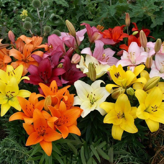 Asiatic Lily Bulbs (MIXED)) real thriller in the garden .Perennial - Caribbeangardenseed