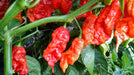 Red Ghost PEPPER SEEDS ,Verry Hot, Capsicum chinense - Caribbeangardenseed