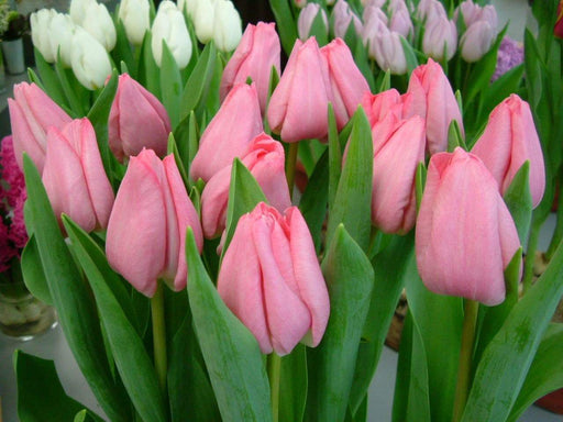 Tulip Lastergame ( Bulbs) Early Blooming,12/+cm, - Caribbeangardenseed