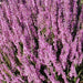 Scotch heather Flowers Seed,(Calluna Vulgaris) ground cover , Perennial shrub - Caribbeangardenseed