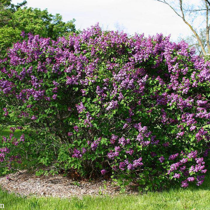 Common lilac bushes, Syringa vulgaris (4' POT) ,LIVE SHUB - Caribbeangardenseed