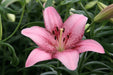 Cogoleto Asiatic Lily Bulbs,Pots Perennial - Caribbeangardenseed