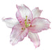Oriental Lily CAMELEON - ( Bulbs) Perennial-Now Shipping ! - Caribbeangardenseed