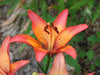 Lilium Royal Sunset ,Hybrid Lily Bulbs,Great for cut flowers - Caribbeangardenseed