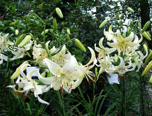 Lilium Sweet Surrender (3 Bulb/Plants) June Flowering. Unscented. - Caribbeangardenseed