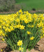 Daffodil BULBS (Miniature) Marie Curie Diamond - Caribbeangardenseed