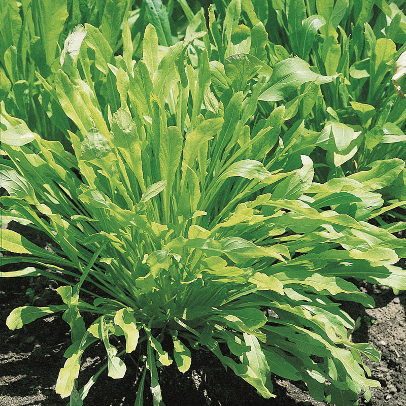 Early Mibuna, MUSTARD SEEDS, Chinese Cabbage ,Asian Vegetable - Caribbeangardenseed