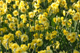 Narcissus Bulb- Mini Daffodil ,Sun Disc, perfect for rock gardens, - Caribbeangardenseed
