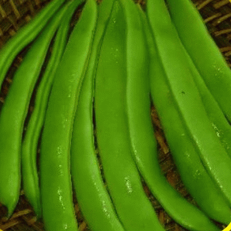 Missouri Wonder Pole Bean Seeds. Yields Several Pounds Per Plant. - Caribbeangardenseed