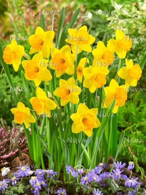 Daffodil Large Cupped 'Narcissus Adventure' , Bulbs size 15/17 cm - Caribbeangardenseed