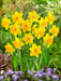 Daffodil Large Cupped 'Narcissus Adventure' , Bulbs size 15/17 cm - Caribbeangardenseed