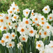 Flower Record Daffodil Bulb , excellent for naturalizing - Caribbeangardenseed