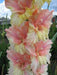 Gladiolus bulbs (corms) Peaches N' Cream Mixture -(Bulbs), Perennial, - Caribbeangardenseed