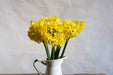 Narcissi Miniature 'Hillstar' Daffodil,Bulbs, FRAGRANT FLOWERS - Caribbeangardenseed
