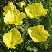 Missouri Dwarf Evening Primrose., FLOWERS SEED - Caribbeangardenseed