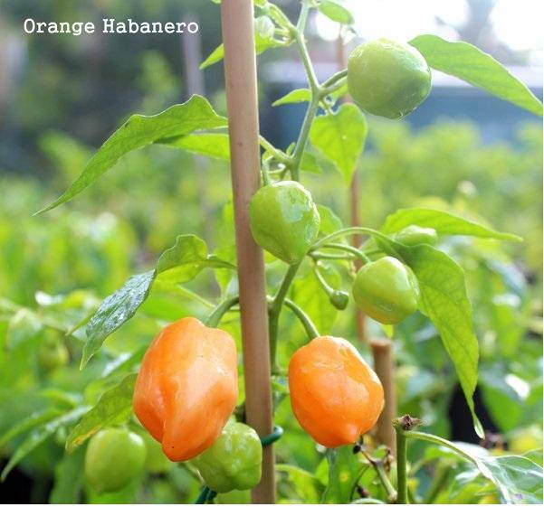 Oxkutz cabian Orange Chili,Pepper SEEDS - Capsicum chinense - Caribbeangardenseed