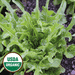 Oakleaf Royal Green Lettuce Seeds, Annual Vegetable - Caribbeangardenseed